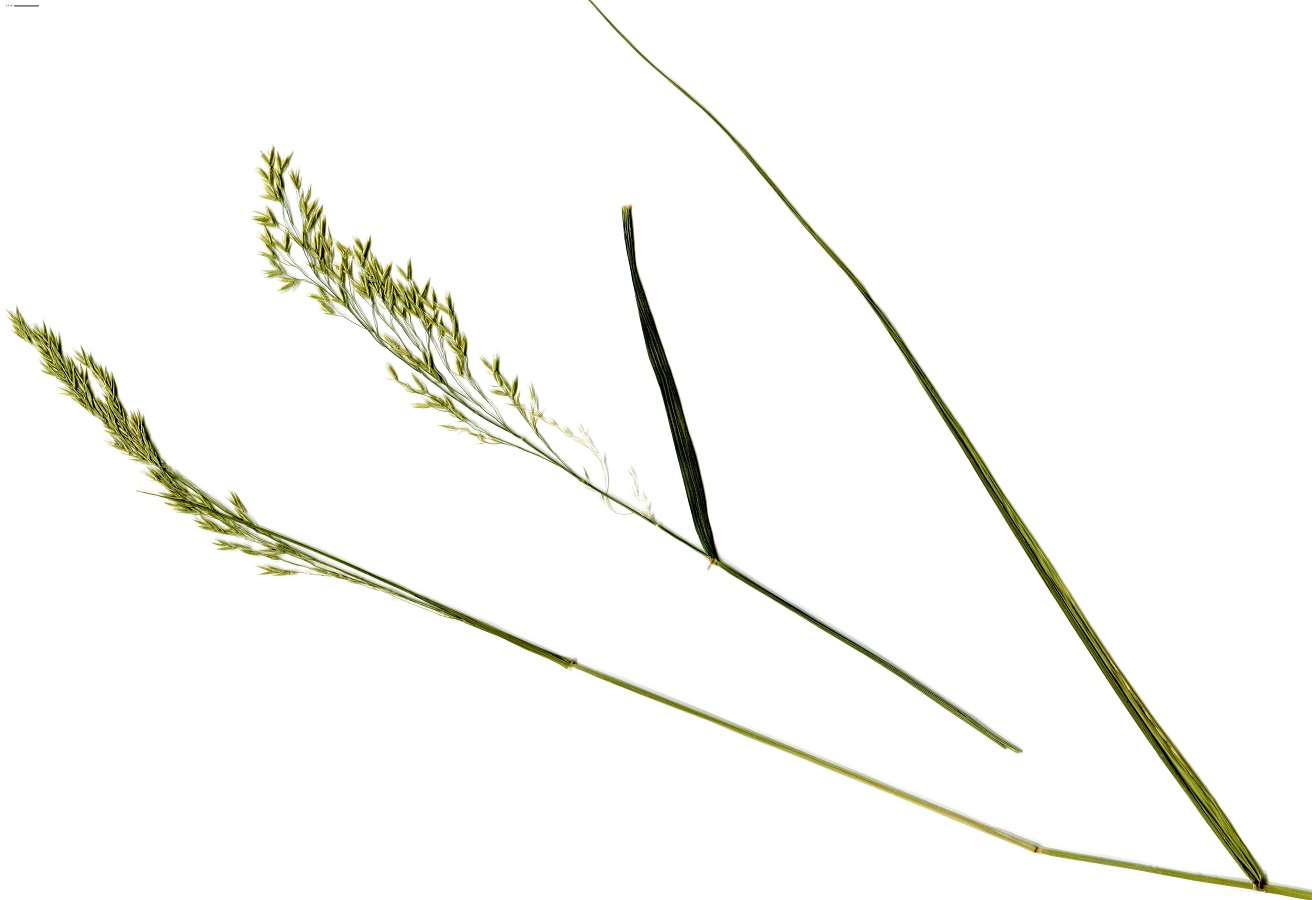 Drymochloa sylvatica (Poaceae)